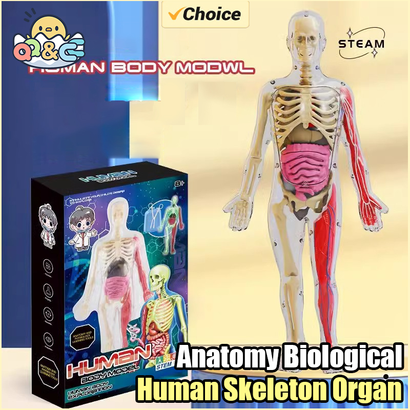 Kids Education Music - Human Skeleton Organ Anatomy Biological Teaching