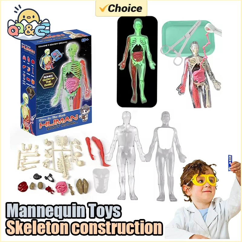 Human Skeleton Organ Anatomy B - огляд і ціна Kids Education Music